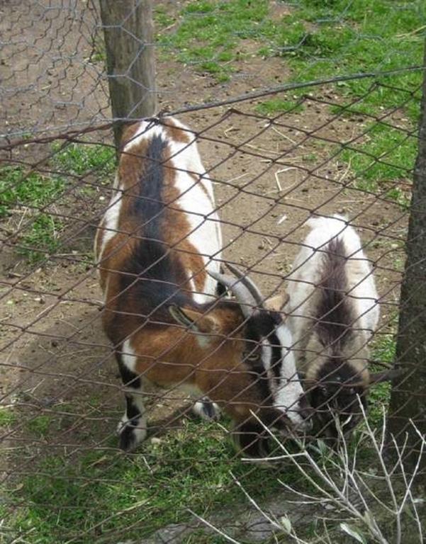 La Fattoria La Cacciata Orvieto Ngoại thất bức ảnh
